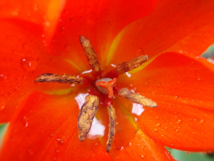 Tulipa Praestans Fusilier (2010, April 15) Tulipa Praestans Fusilier (2010, April 15)