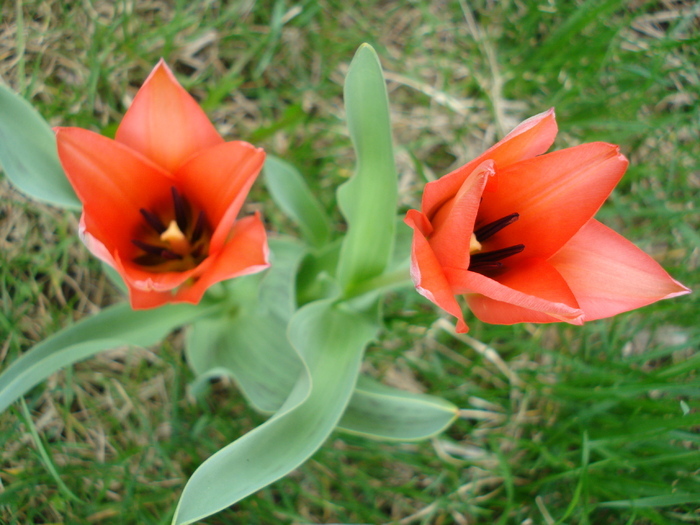 Tulipa Toronto (2010, April 05) - Tulipa Toronto