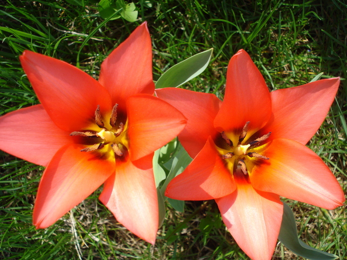 Tulipa Toronto (2010, April 07)