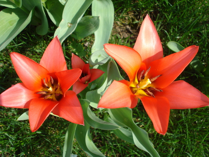 Tulipa Toronto (2010, April 07)