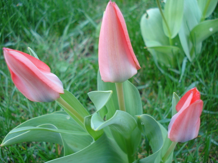 Tulipa Toronto (2010, April 08) - Tulipa Toronto