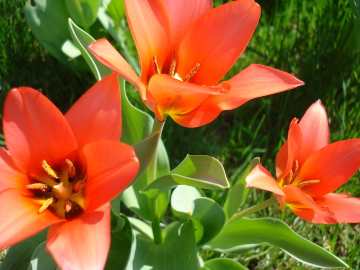 Tulipa Toronto (2010, April 08)