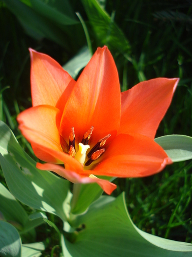 Tulipa Toronto (2010, April 10)