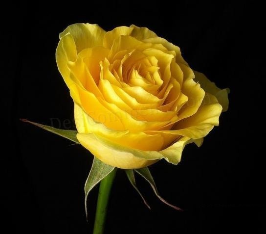 trandafir-galben-deosebit - xxTrandafiriixx