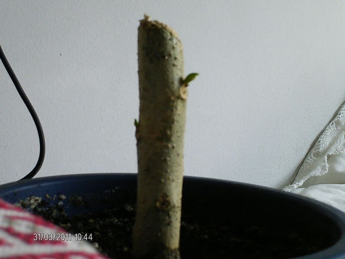 trompeta ingerului, da un mugurel... - florile mele _2011