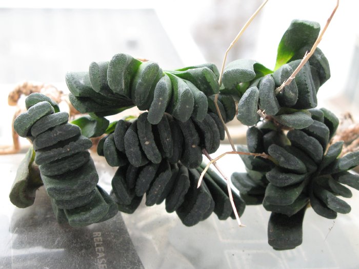 Haworthia truncata