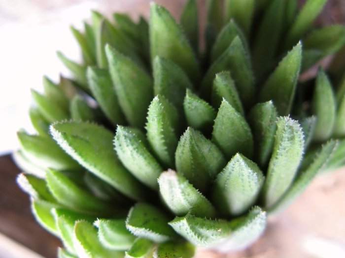 Haworthia x floribunda - Haworthia si Gasteria