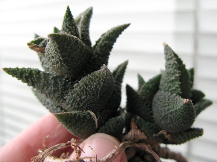 Haworthia venosa ssp granulata