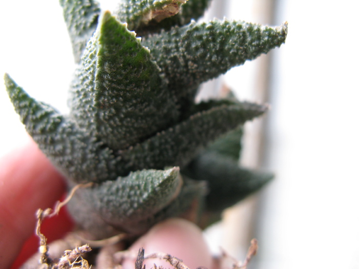 Haworthia venosa ssp granulata