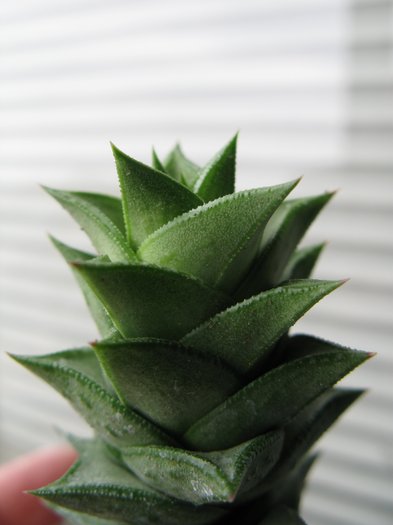 Astroloba scabra - Haworthia si Gasteria