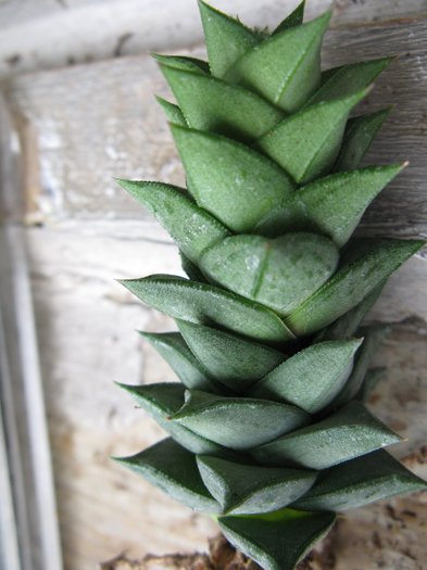 Astroloba scabra - Haworthia si Gasteria