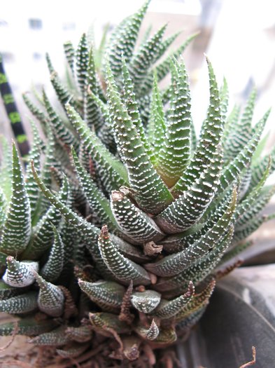 Haworthia fasciata f browniana - Haworthia si Gasteria