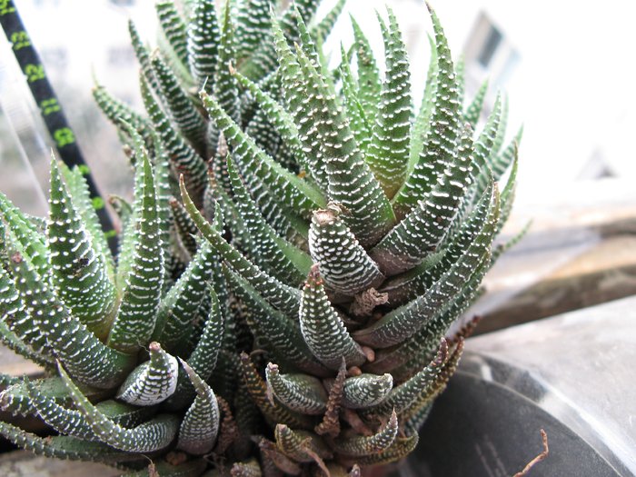 Haworthia fasciata f browniana