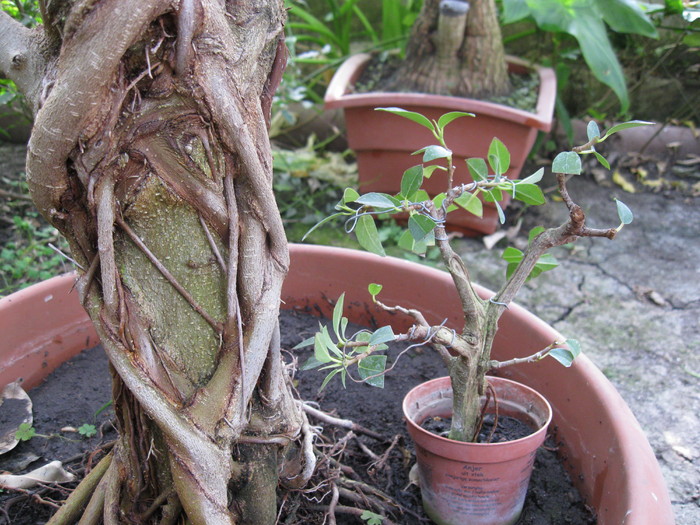 Minsai langa Bonsai - Viitori bonsai shohin