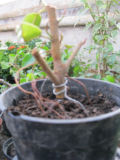 fara trunchi 2 - Viitori bonsai shohin