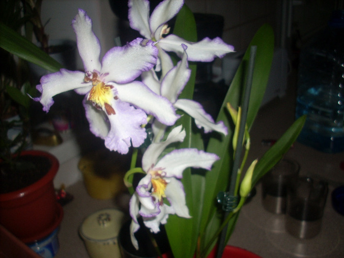 Beallara - Orhidee