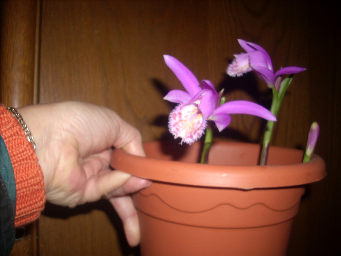 Pleione - Orhidee