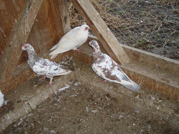 DSC05596 - 4 porumbei carunculati 2011