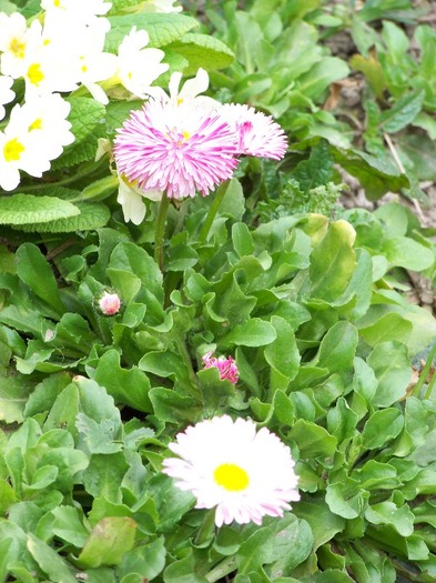 100_1672 - Aprilie 2011