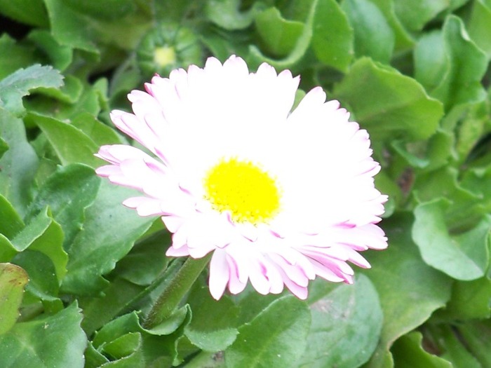 100_1673 - Aprilie 2011