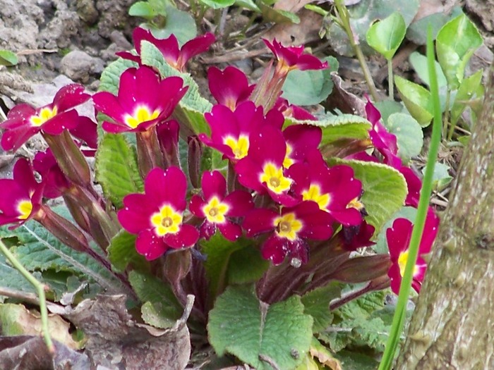 100_1675 - Aprilie 2011