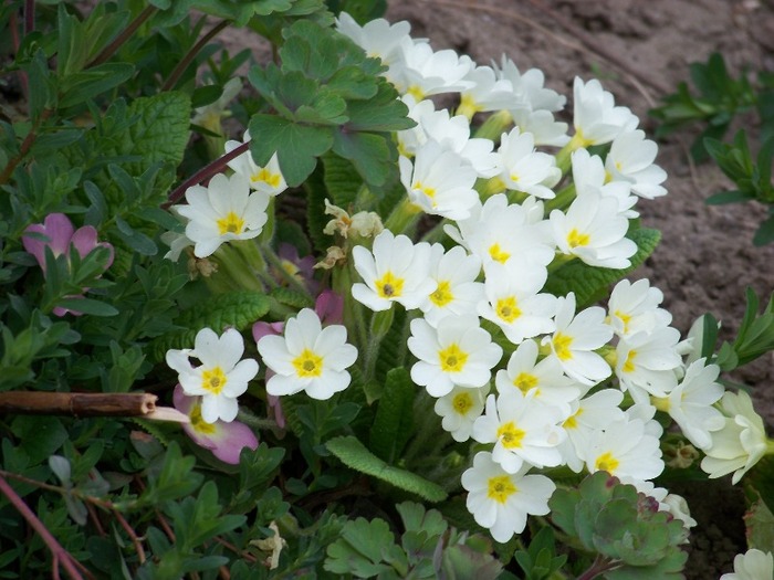 100_1680 - Aprilie 2011