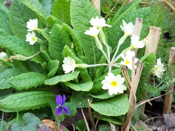 100_1681 - Aprilie 2011