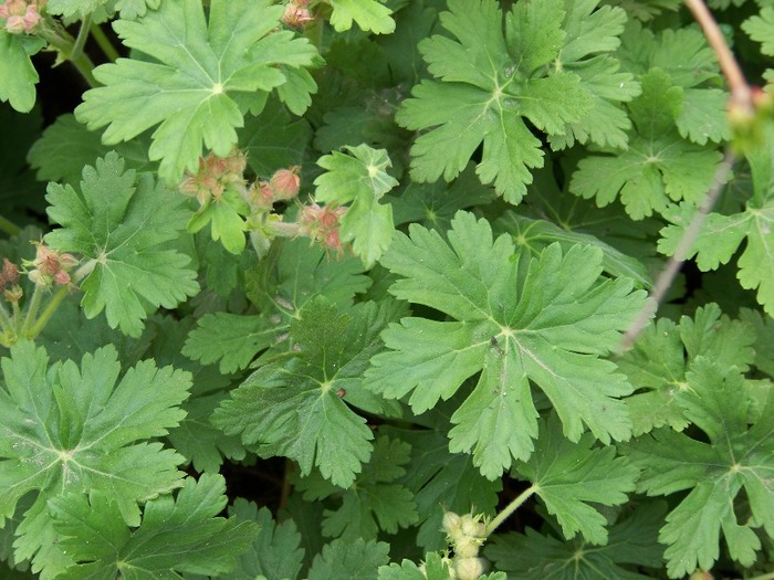 100_1682 - Aprilie 2011