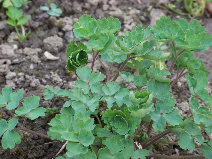 100_1685 - Aprilie 2011