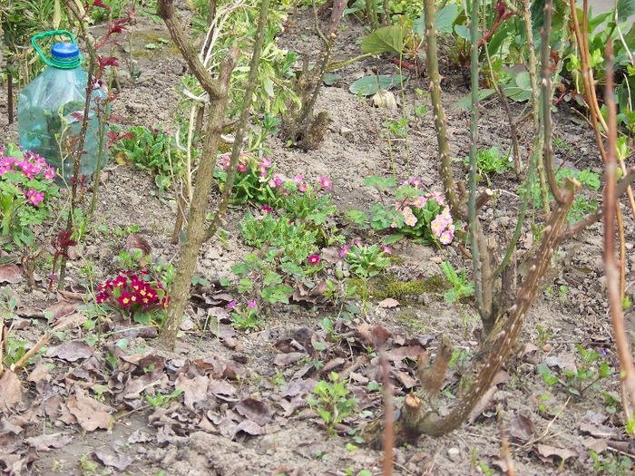 100_1694 - Aprilie 2011