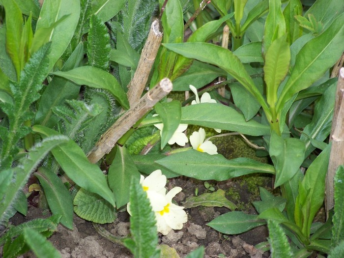 100_1707 - Aprilie 2011
