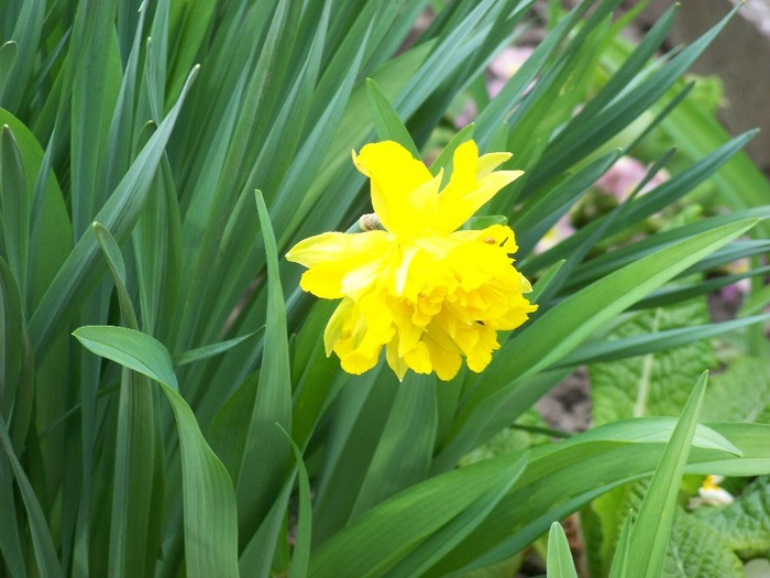 100_1730 - Aprilie 2011