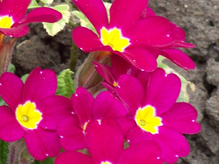100_1733 - Aprilie 2011