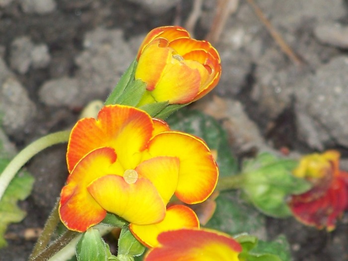 100_1735 - Aprilie 2011