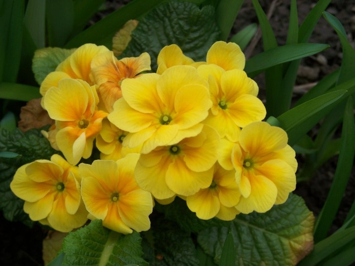100_1736 - Aprilie 2011