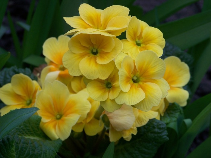 100_1737 - Aprilie 2011