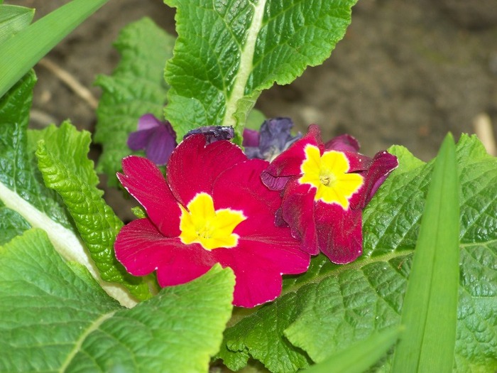 100_1739 - Aprilie 2011