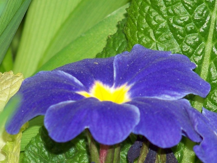 100_1741 - Aprilie 2011