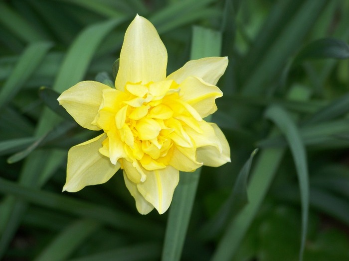 100_1742 - Aprilie 2011