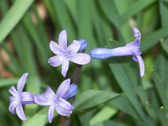 100_1743 - Aprilie 2011
