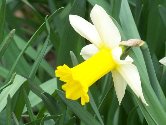 100_1744 - Aprilie 2011