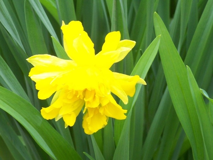 100_1746 - Aprilie 2011