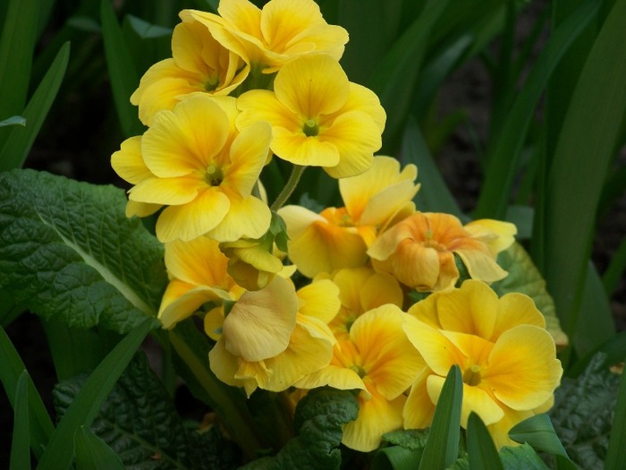 100_1747 - Aprilie 2011