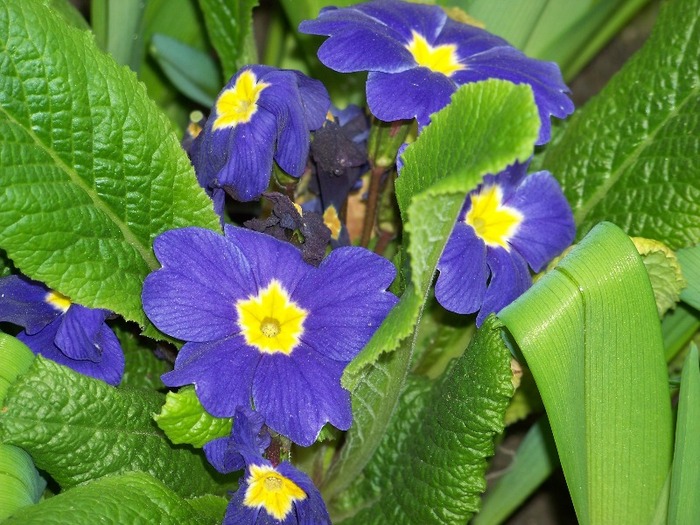 100_1748 - Aprilie 2011