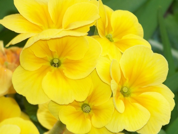 100_1749 - Aprilie 2011