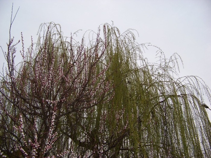 100_1752 - Aprilie 2011