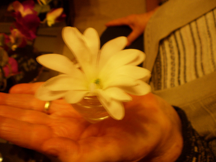 O FLOARE DE MAGNOLIE IN PALMA UNUI OM