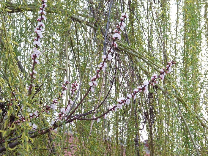 100_1754 - Aprilie 2011