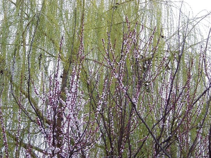 100_1757 - Aprilie 2011