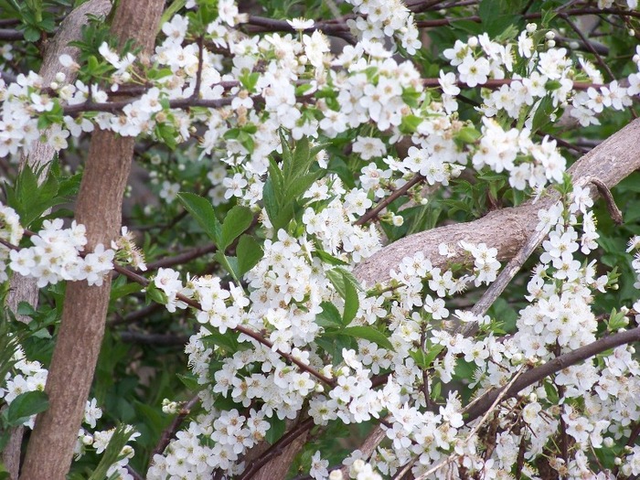 100_1762 - Aprilie 2011
